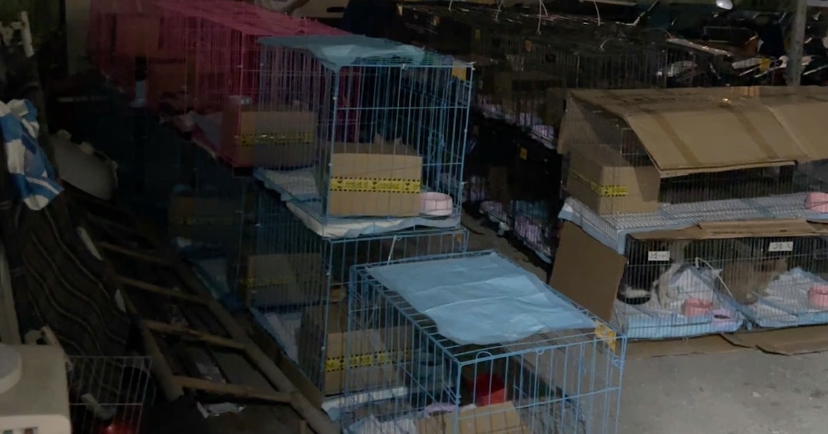The 49-cat rescue campaign in Dong Thanh