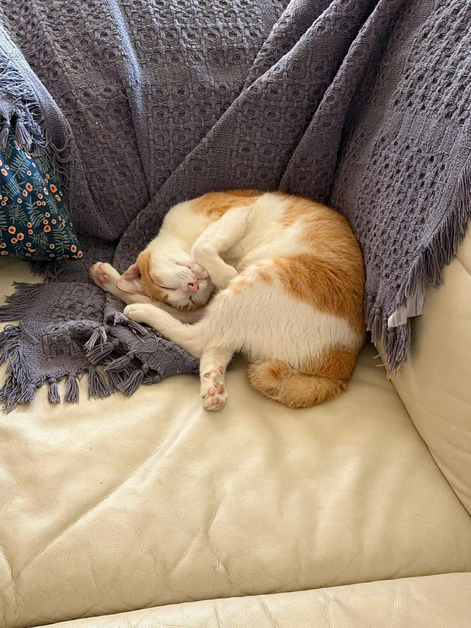 Chị Mai Trịnh adoption story photo 1