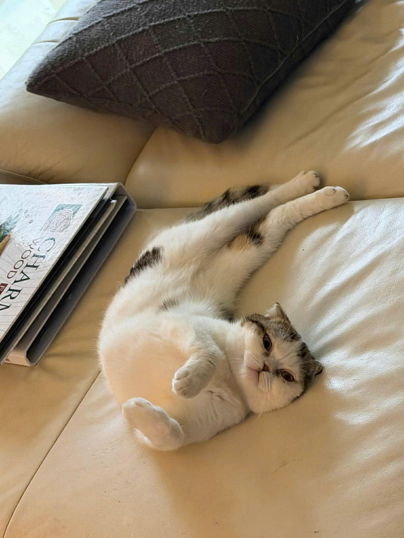 Chị Mai Trịnh adoption story photo 2