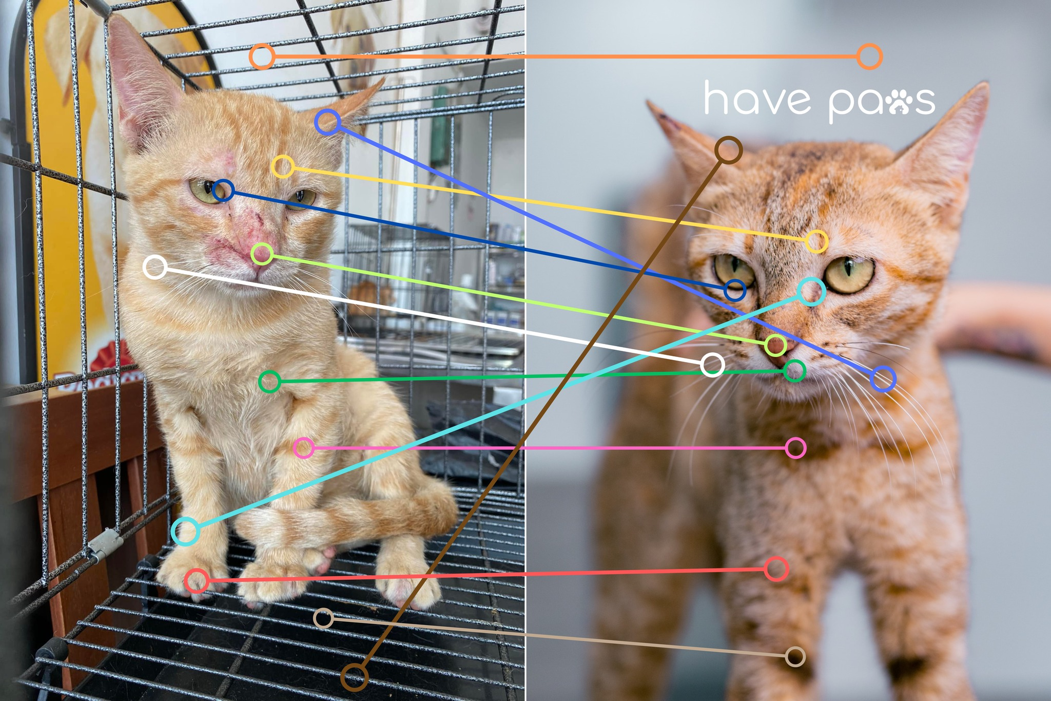 HavePaws AI matching process