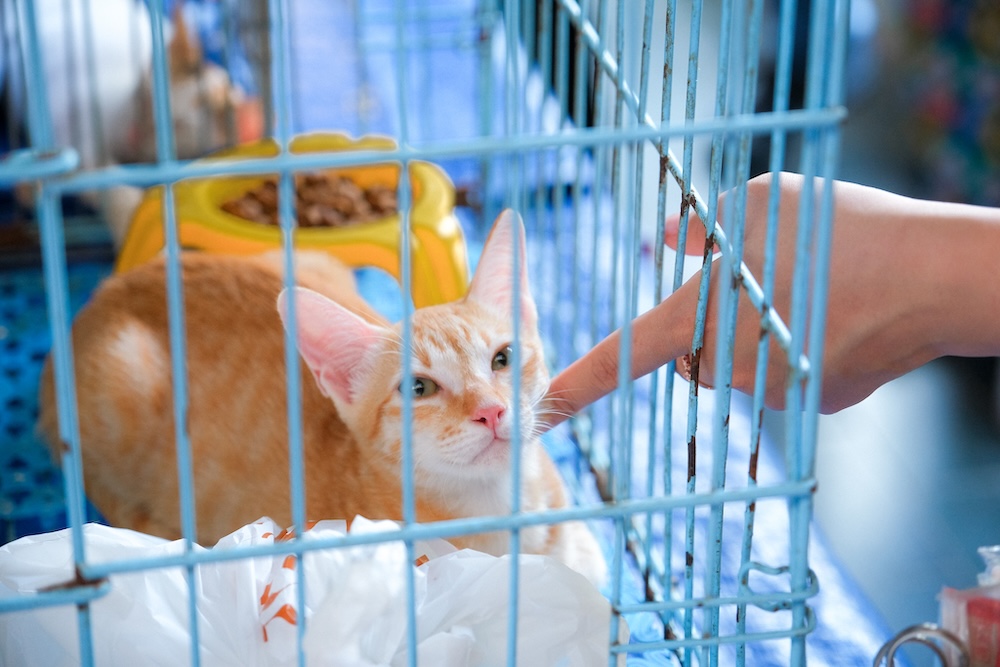 New families for dogs at an adoption event