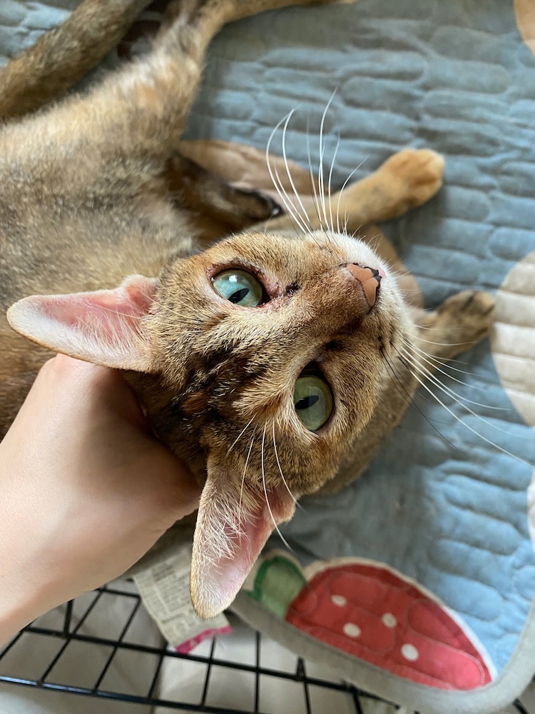 HavePaws pet adoption community